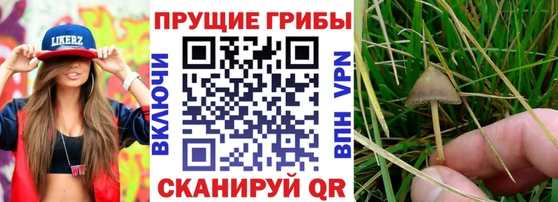 закладки кракен как зайти Псилоцибиновые грибы ЛСД Петров Вал